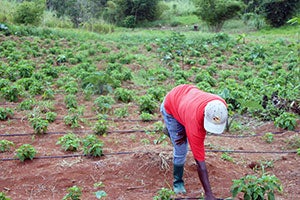 Protecting their crops through green technologies, Caribbean women fend for themselves