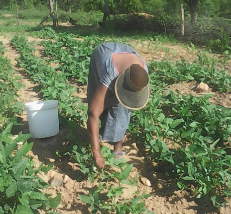 Keeping the Struggles of Peasant Women Alive : Via Campesina Keeping the Struggles of Peasant Women Alive : Via Campesina