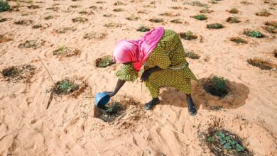 17 ways refugees are leading on sustainable development