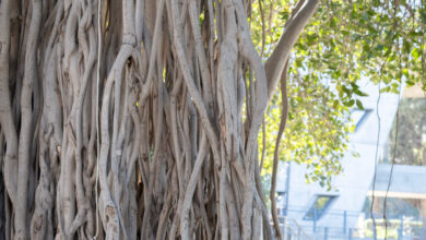 A Lebanese Woman Fights for Women’s Rights in the Middle East